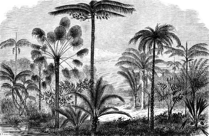 Papel Mural Tropical Grafito