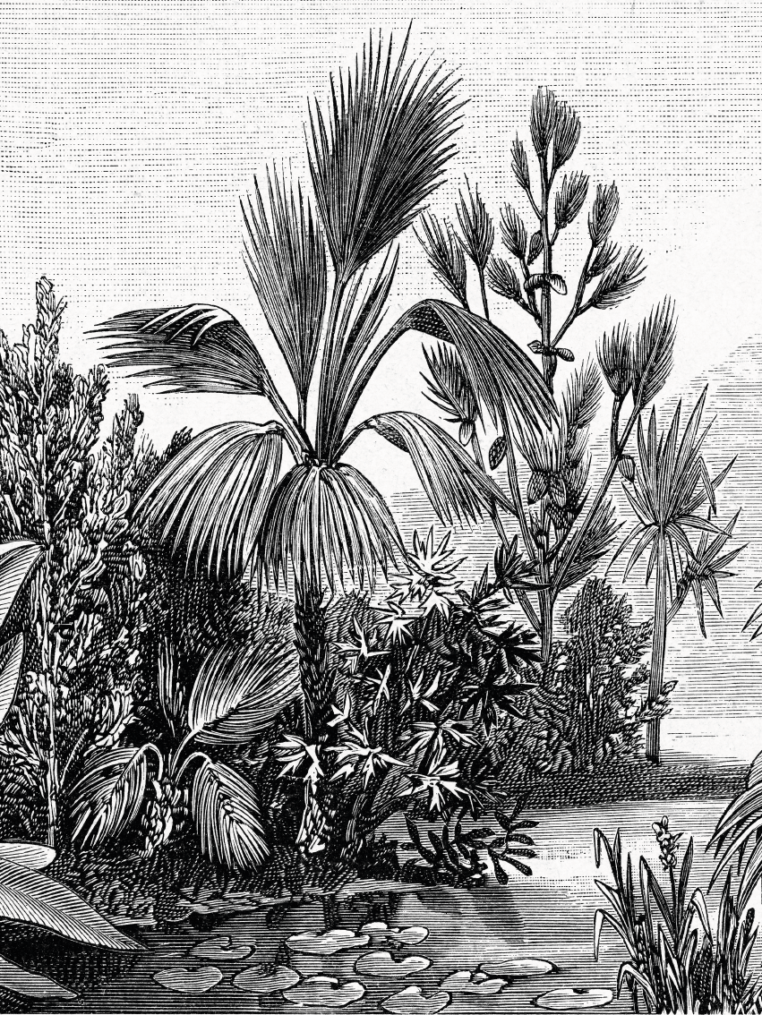 Lámina Decorativa Palms