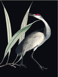 Lámina Decorativa Bird