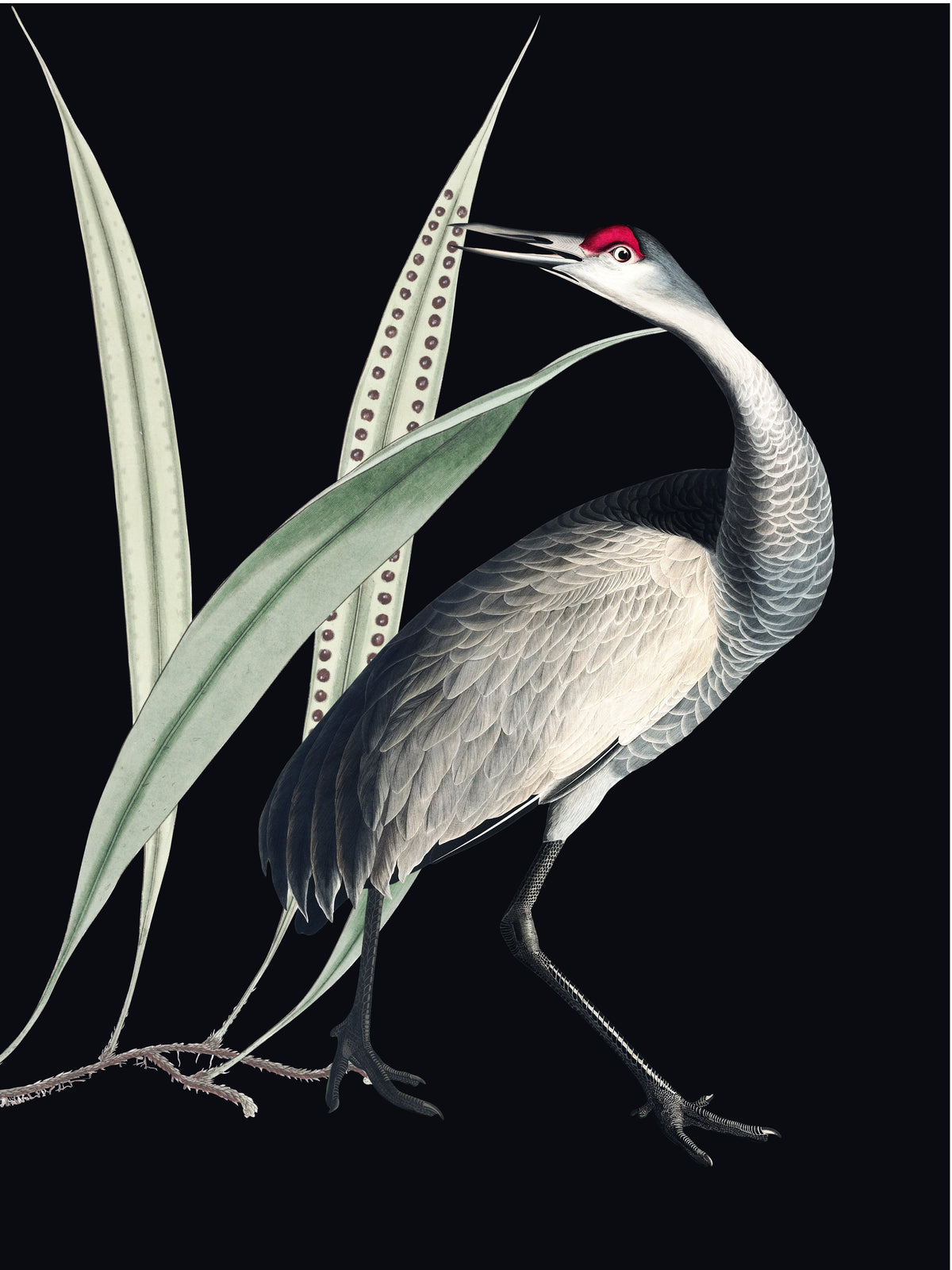 Lámina Decorativa Bird